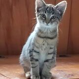 Entry image for Potato