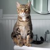 Entry image for Lena