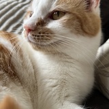 Entry image for Blaise