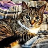 Entry image for Sophie