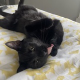 Entry image for Fang