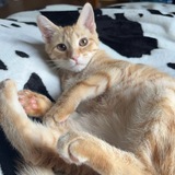 Entry image for Hunny