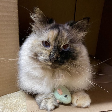 Entry image for Foxy. Clicking this image will show a larger photo