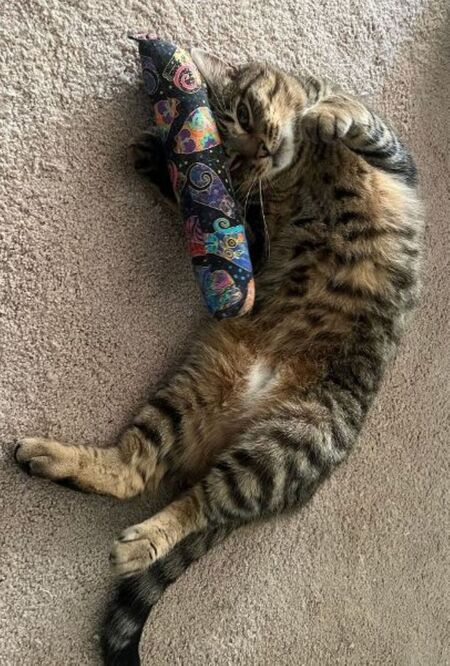 Entry image for O'Malley. Clicking this image will show a larger photo