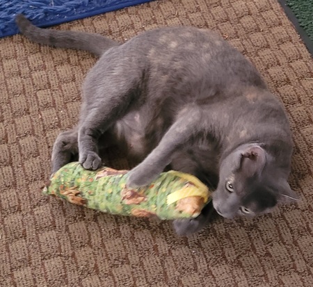 Entry image for Rose. Clicking this image will show a larger photo