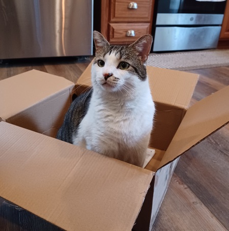 Entry image for George. Clicking this image will show a larger photo