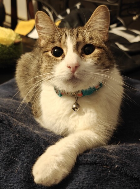 Entry image for Sushi. Clicking this image will show a larger photo