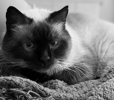 Entry image for Forever Loved Wheeler. Clicking this image will show a larger photo