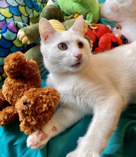 Entry image for Forever Loved Eskimo . Clicking this image will show a larger photo