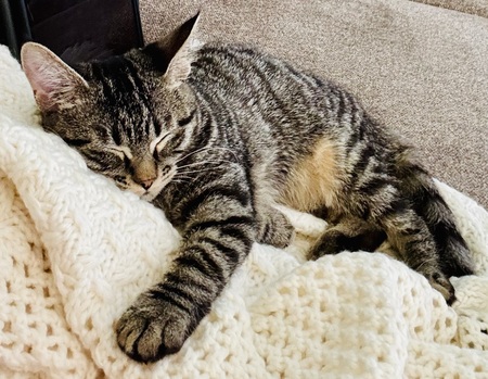 Entry image for Livi. Clicking this image will show a larger photo