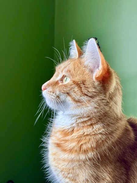 Entry image for Xander. Clicking this image will show a larger photo