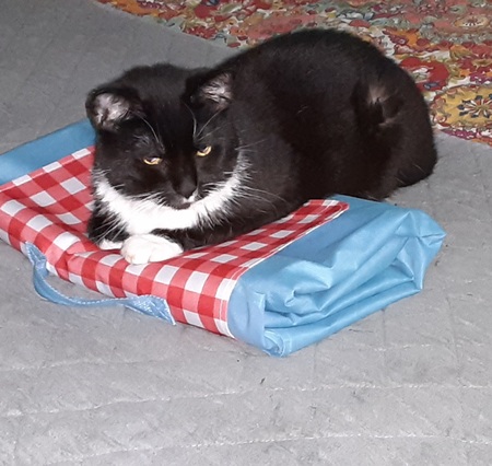 Entry image for Cleo. Clicking this image will show a larger photo