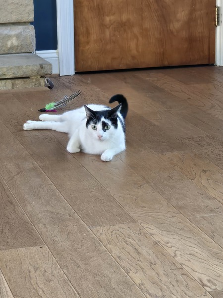 Entry image for Pirate. Clicking this image will show a larger photo