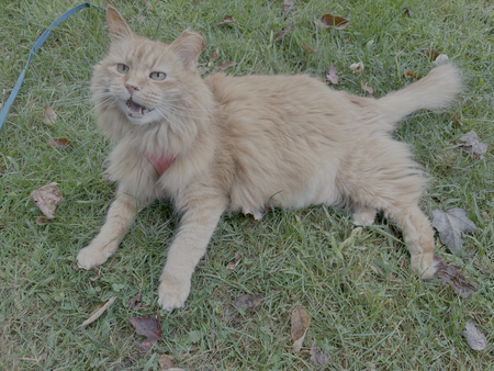 Entry image for Freya. Clicking this image will show a larger photo