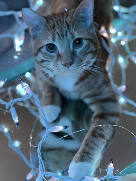 Entry image for Copper. Clicking this image will show a larger photo