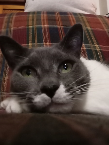 Entry image for Oliver . Clicking this image will show a larger photo