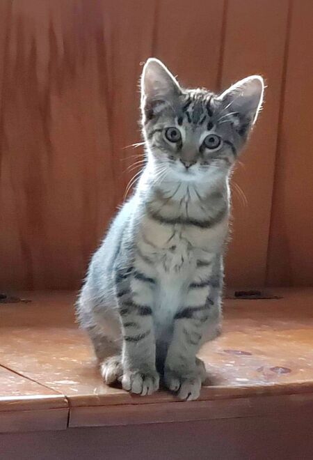 Entry image for Potato. Clicking this image will show a larger photo