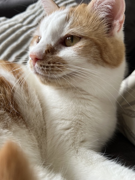 Entry image for Blaise. Clicking this image will show a larger photo