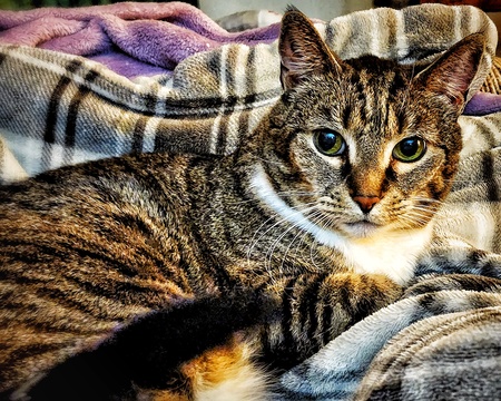 Entry image for Sophie. Clicking this image will show a larger photo