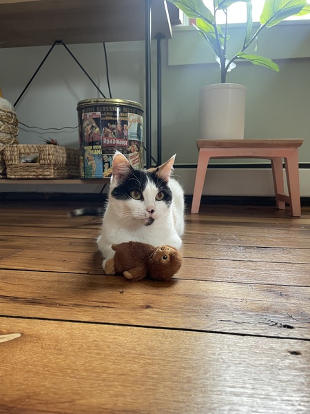 Entry image for Ari. Clicking this image will show a larger photo