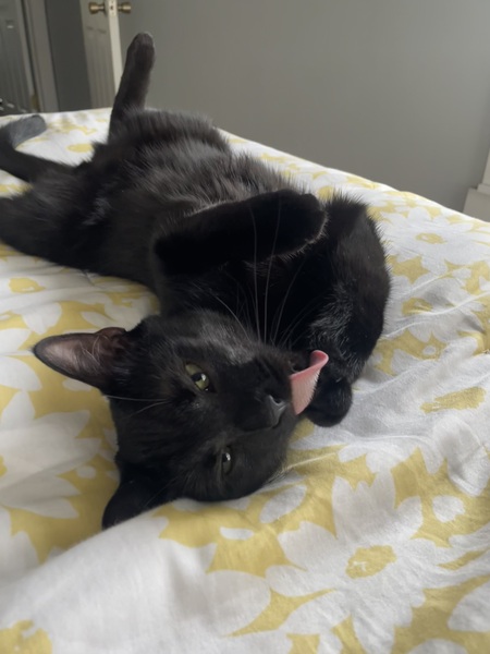 Entry image for Fang. Clicking this image will show a larger photo