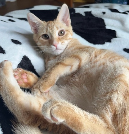 Entry image for Hunny. Clicking this image will show a larger photo