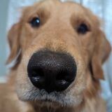 Entry image for Waylon