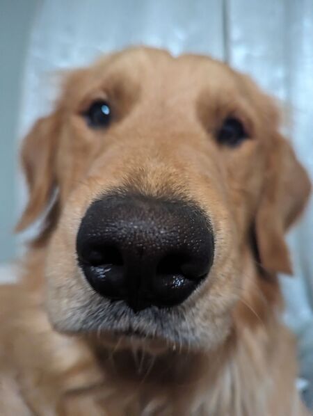 Entry image for Waylon. Clicking this image will show a larger photo