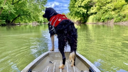 Entry image for Scout . Clicking this image will show a larger photo
