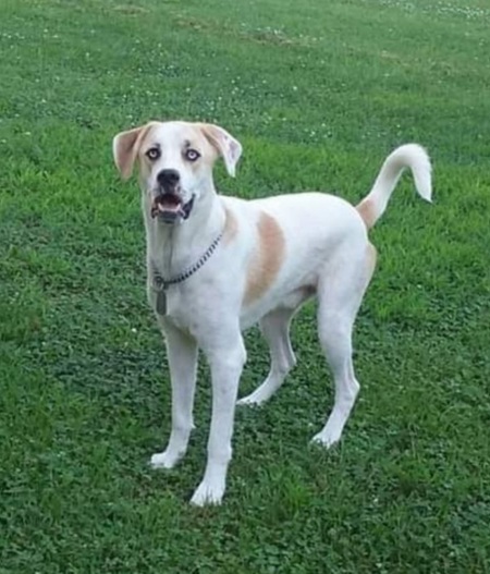 Entry image for Roamie. Clicking this image will show a larger photo