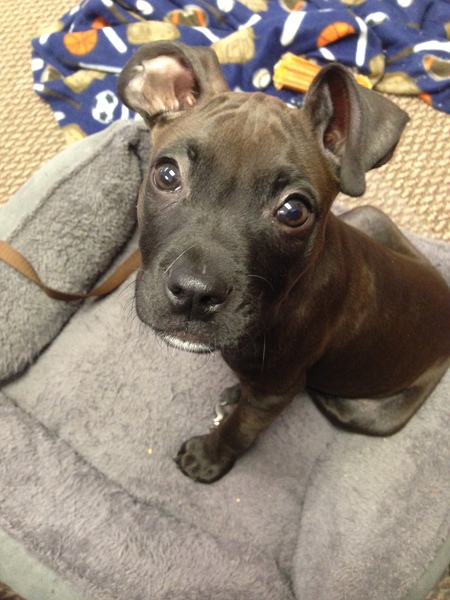 Entry image for Radar. Clicking this image will show a larger photo