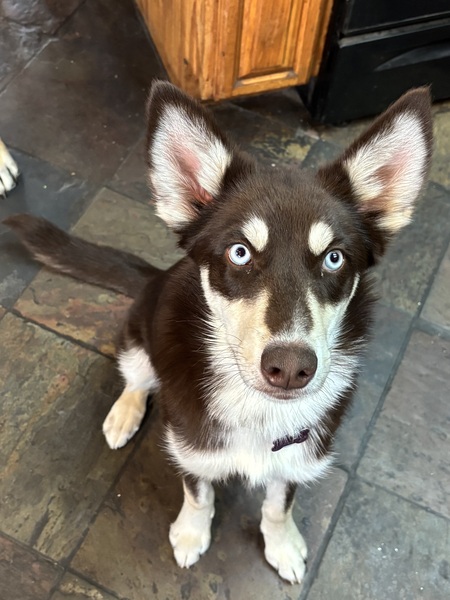 Entry image for Freyja . Clicking this image will show a larger photo