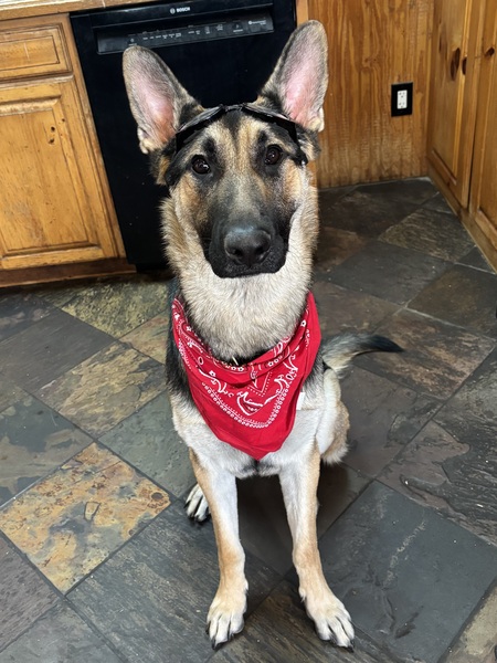 Entry image for Daken. Clicking this image will show a larger photo