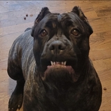 Entry image for Matilda