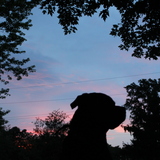 Entry image for Coco