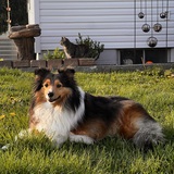 Entry image for Loki 