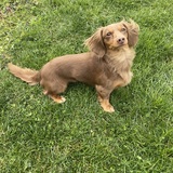 Entry image for Rufus