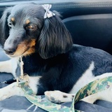 Entry image for Lucy Lou