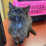 Entry image for Zuri