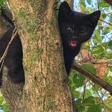 Entry image for Jamie Lee (scream queen)