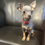 Entry image for Chance 