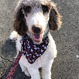 Entry image for Shadow 