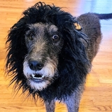 Entry image for Charlie 