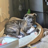 Entry image for Rexx