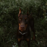 Entry image for Arson