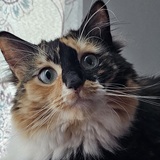 Entry image for Pixie