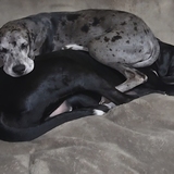 Entry image for Nala and Zeus