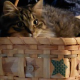 Entry image for Patches