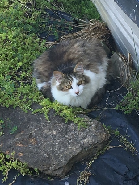 Entry image for Pepper. Clicking this image will show a larger photo