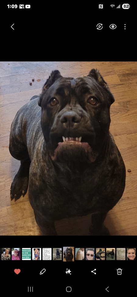 Entry image for Matilda. Clicking this image will show a larger photo